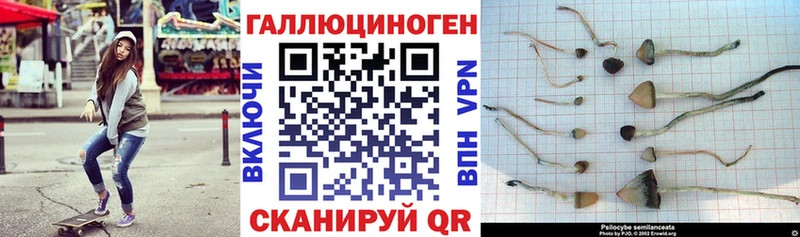 где продают   Ахтубинск  Псилоцибиновые грибы Cubensis 